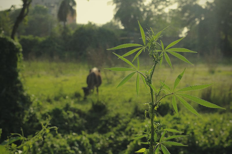 How To Protect Your Cannabis Plants From Hungry Animals