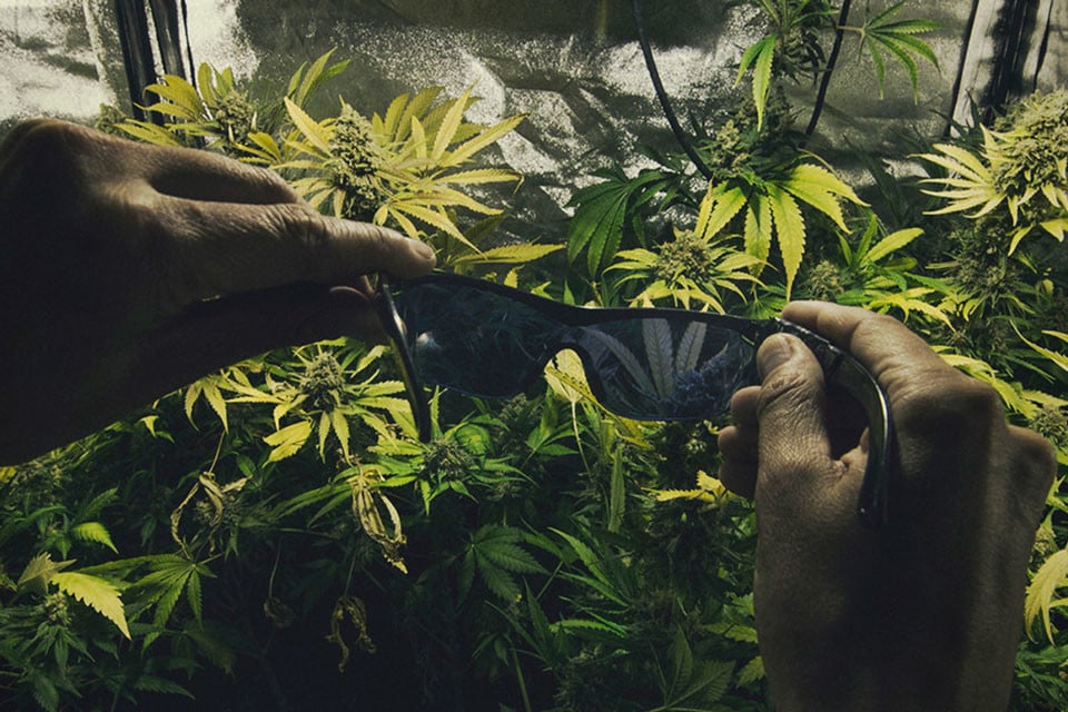 The Importance Of Protecting Your Eyes In A Cannabis Grow Room