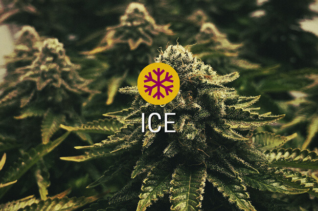 ICE Feminised cannabis strain