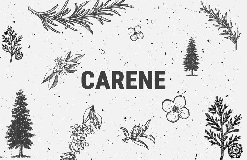 Carene: A Unique Terpene With Anti-Inflammatory & Bone-Healing Properties