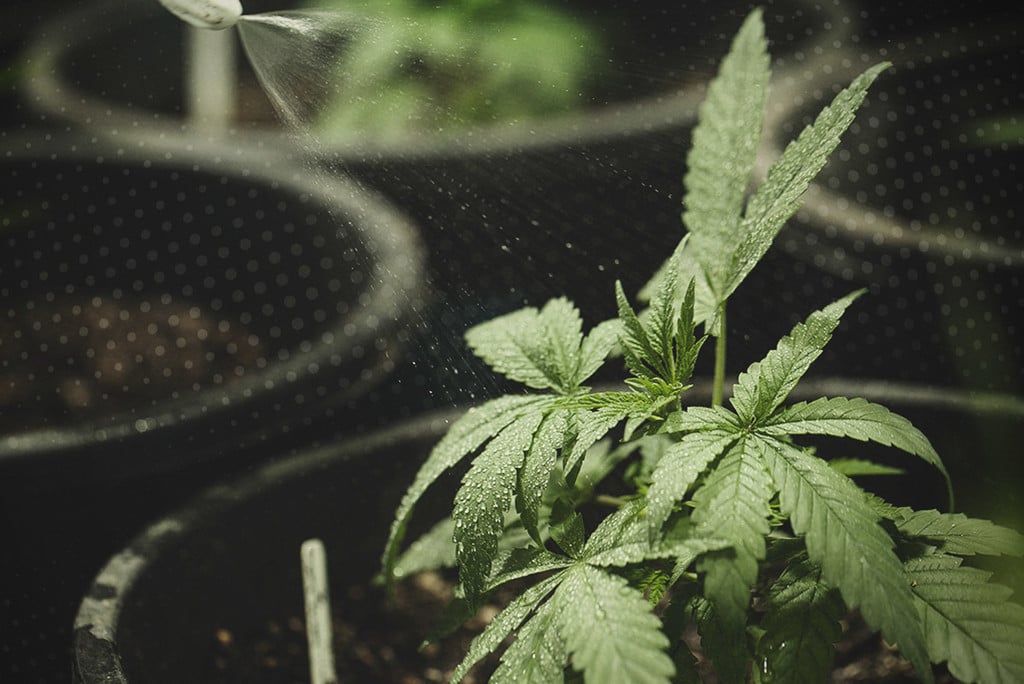 How To Water Cannabis Plants: A Comprehensive Guide