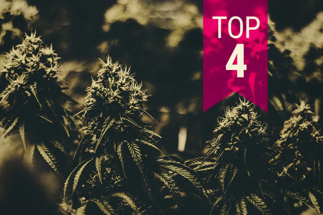 Here Are 4 Cannabis Strains That Produce Massive Yields