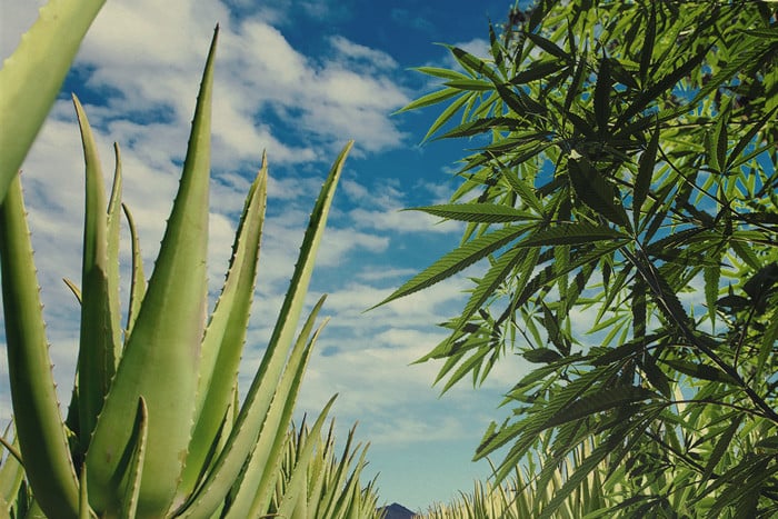 Start Using Aloe Vera To Protect And Nourish Your Cannabis Crop