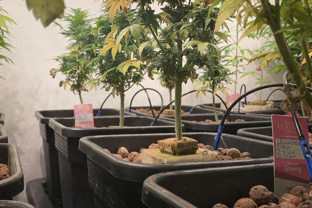 Marijuana Grow System