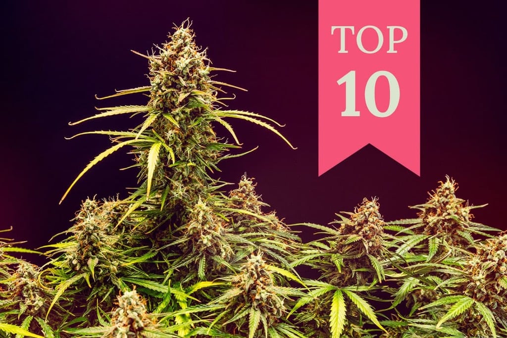 Top 10 Cannabis Strains For Euphoria