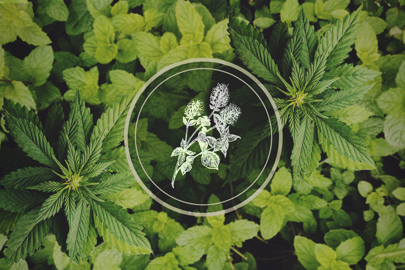 Peppermint In Your Cannabis Garden The Benefits Of Companion Planting