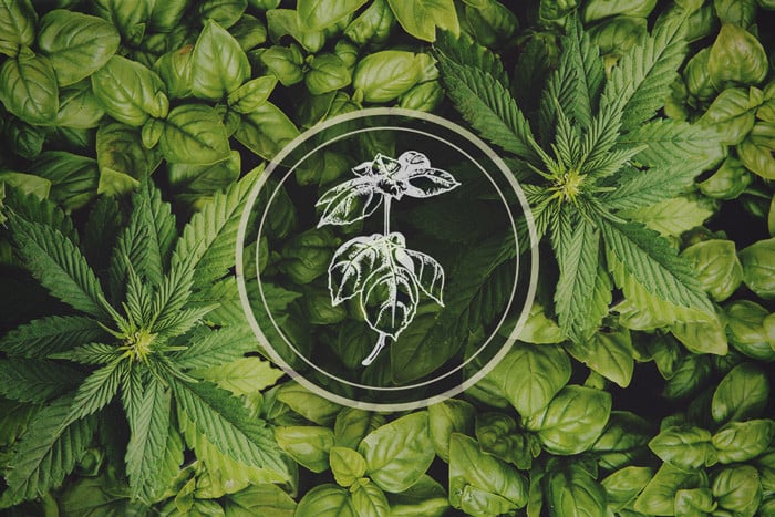 Plants That Repel Aphids: Basil - The Cannabis Companion Plant