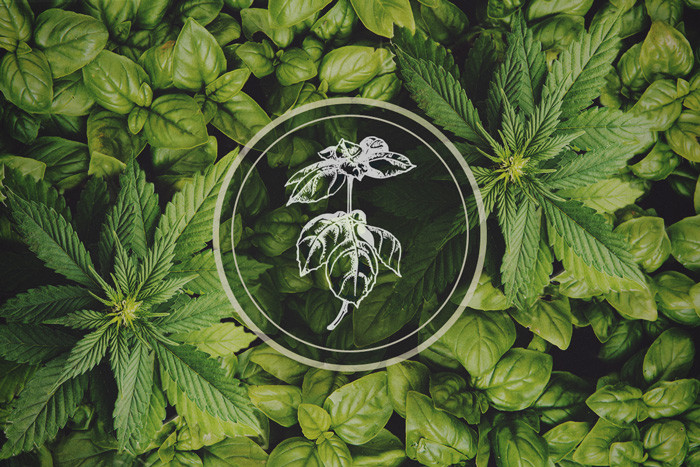 Plants That Repel Aphids: Basil - The Cannabis Companion Plant
