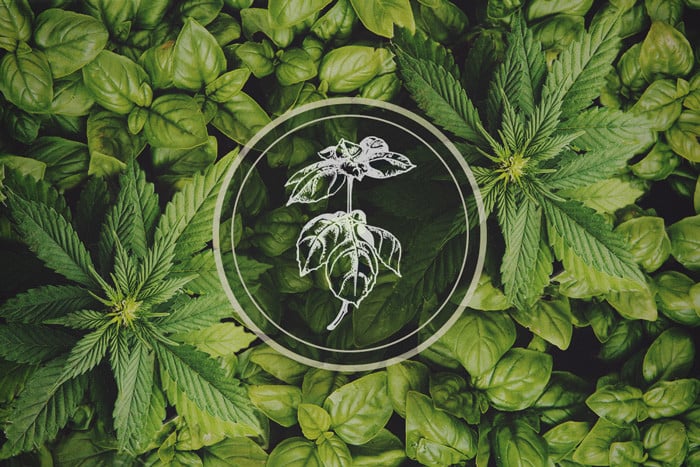 Plants That Repel Aphids: Basil - The Cannabis Companion Plant