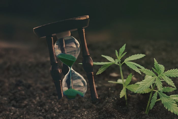 Time-Saving Tips For Cannabis Growers With A Busy Schedule 