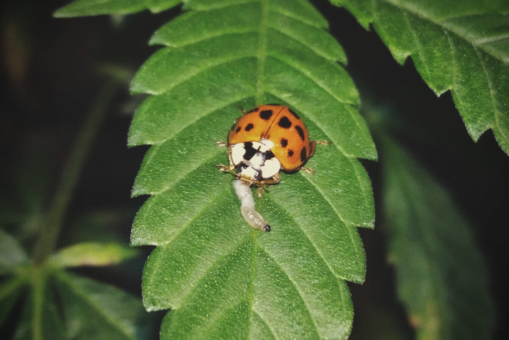 How To Use Insects To Protect Your Cannabis Plants