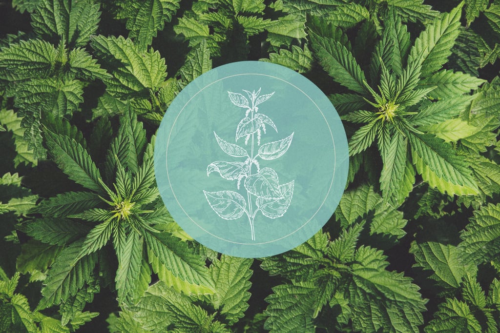 How Stinging Nettles Benefit Cannabis Plants