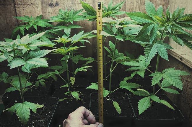 Here's Why You Should Thin Your Next Lot Of Cannabis Seedlings