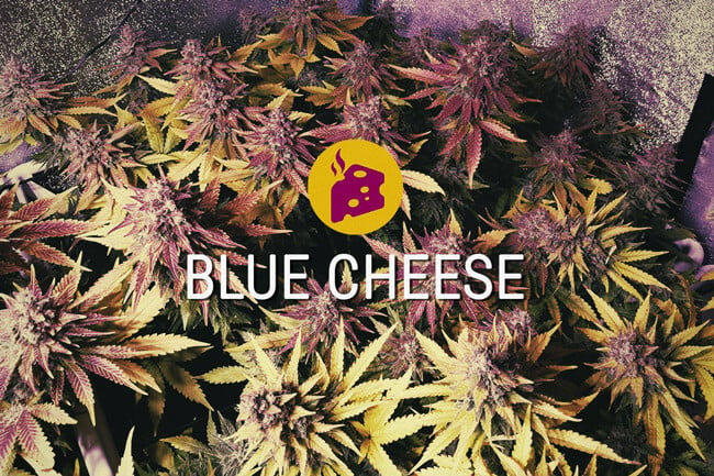 Blue Cheese: The Peak Of Delicious Cannabis