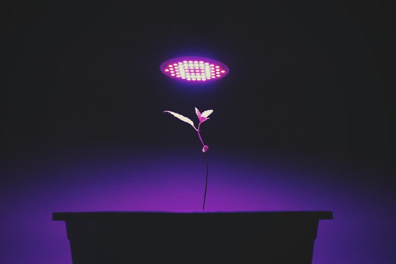 Grow1 Plant Safe Green LED Nite Time Indoor Grow Room Light Bulb 9W 