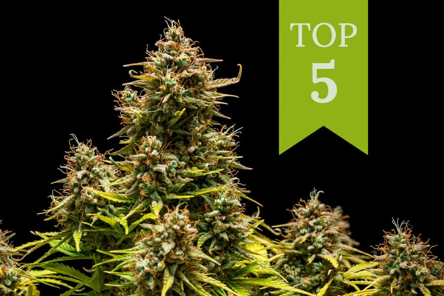 Top 5 Strains for Daytime Use