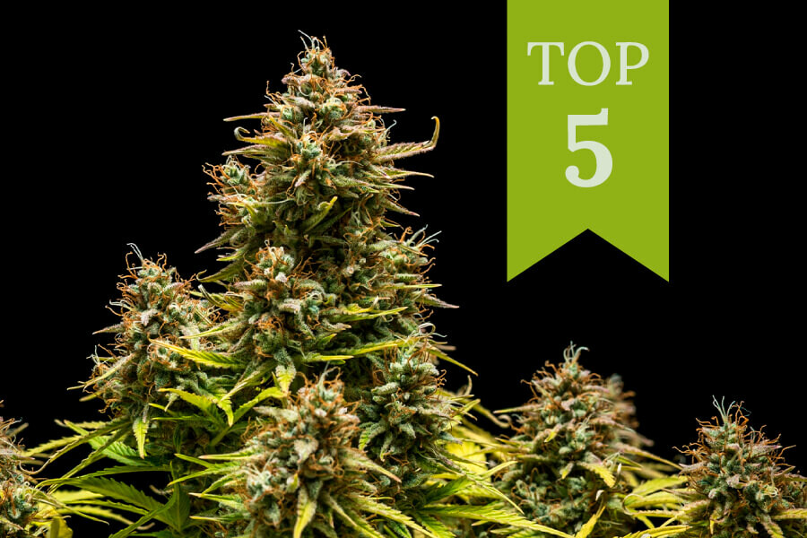 Top 5 Strains for Daytime Use