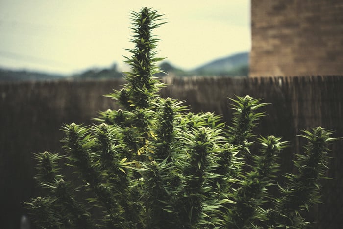 Understanding Cannabis Yield per Plant