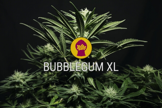 Bubblegum XL Strain: Feminized Cannabis Seeds