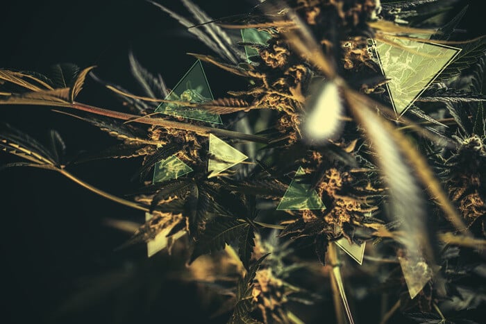 How Much THC And CBD Will Your Cannabis Plant Have?