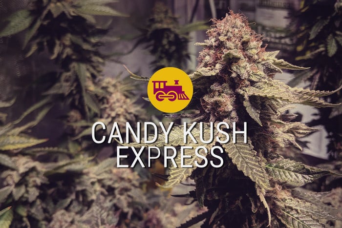 Candy Kush Express Feminized Cannabis Seeds