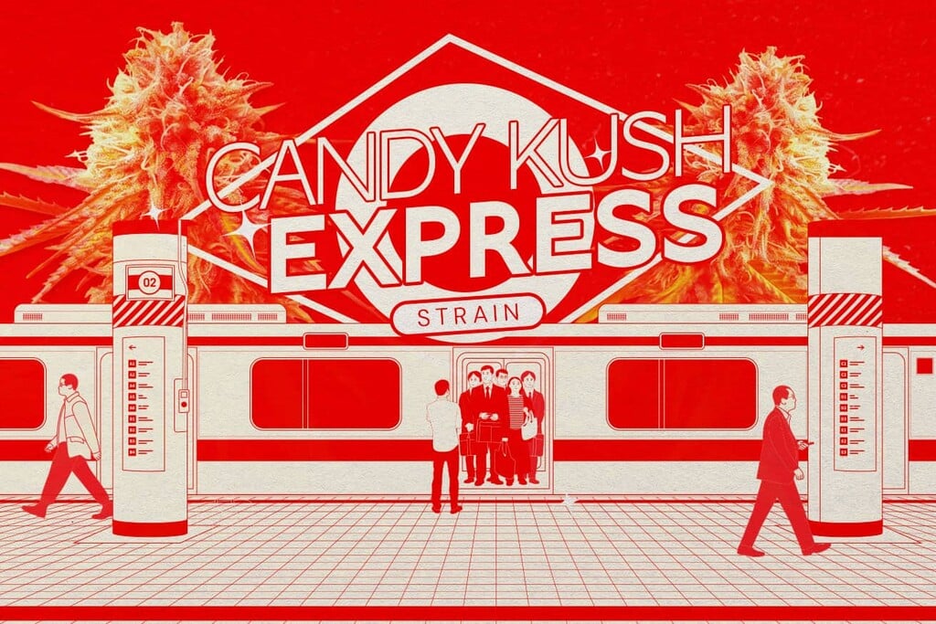 Candy Kush Strain — Sweet, Soothing, and Potent