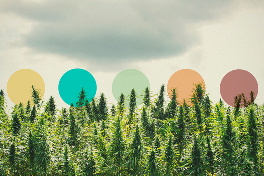 Can You Use The Concept Of Terroir To Grow Better Cannabis?
