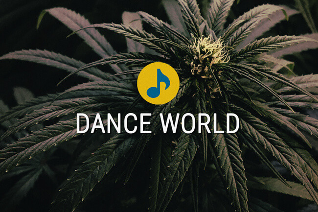 Dance World Strain Medical Cannabis Seeds