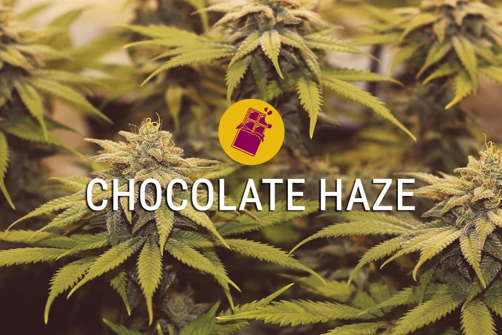 Chocolate Haze: Experience The Sweet Life