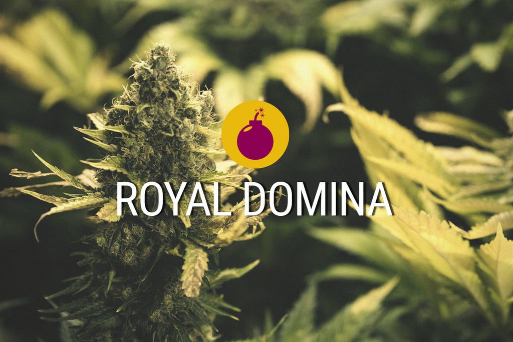 Royal Domina: A Hard-Hitting Indica Fit For Royalty