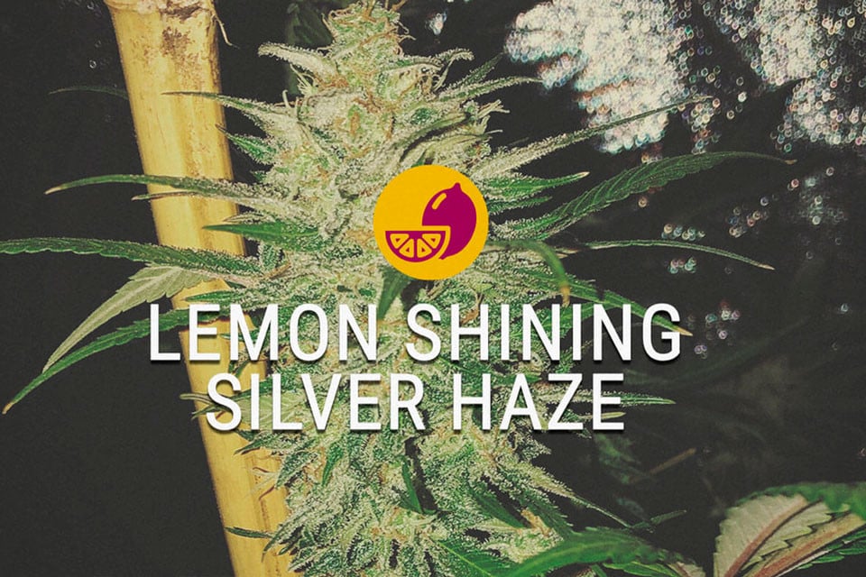 Lemon Shining Silver Haze: A Sativa That Never Sleeps