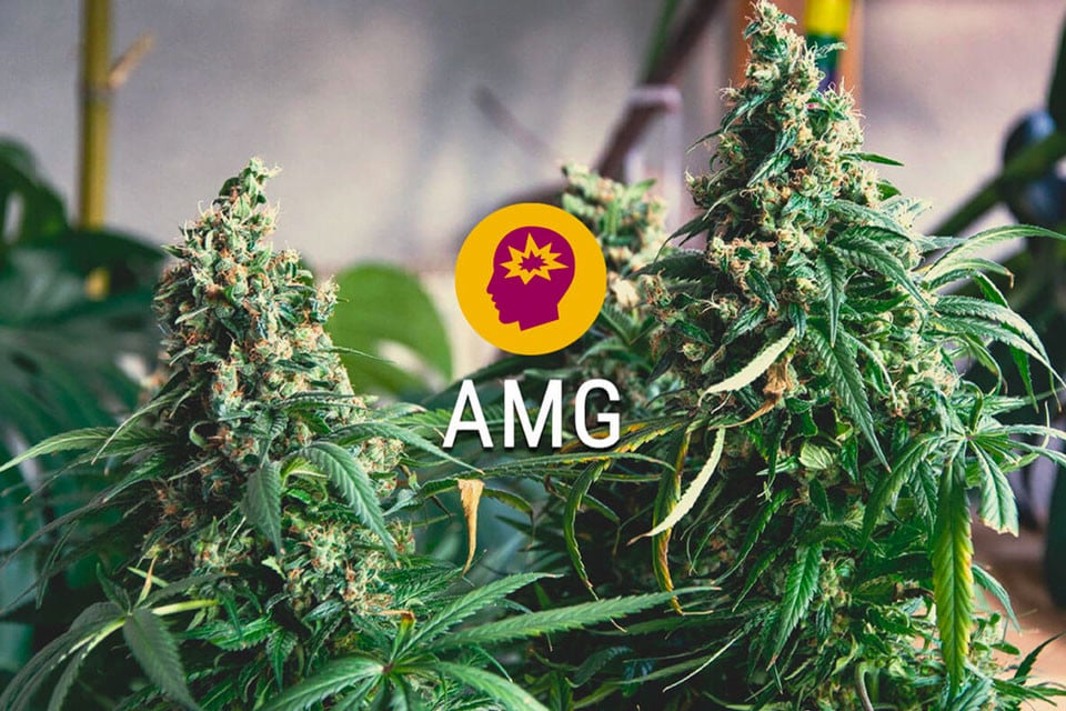 AMG (Amnesia Mac Ganja): Fuel Your Brain