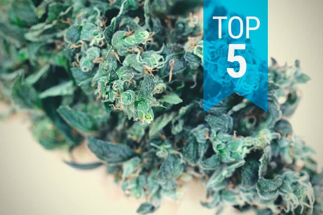 Top 5 High-CBD Strains