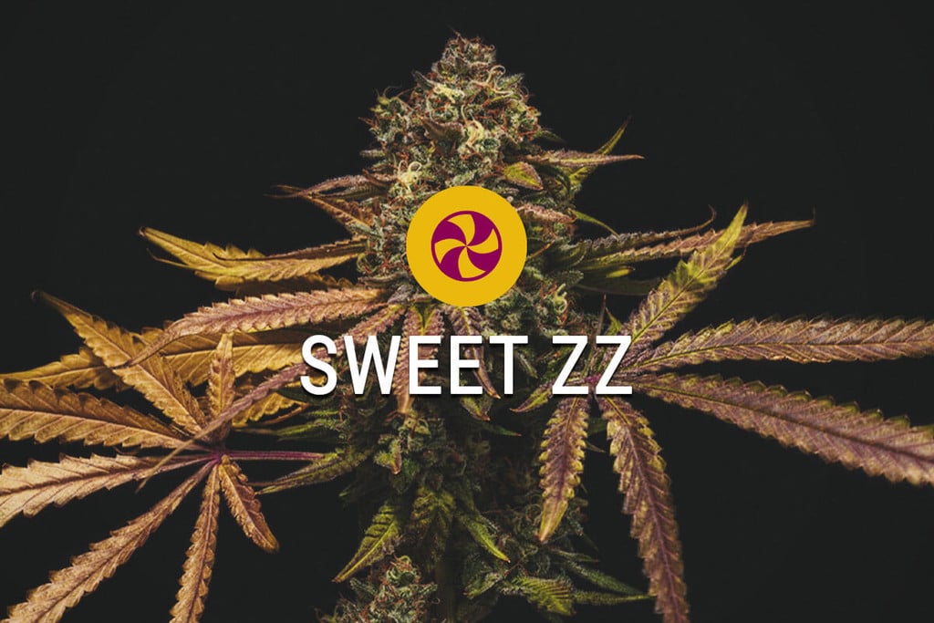 Sweet ZZ Strain: Its Flavour Is Just The Beginning