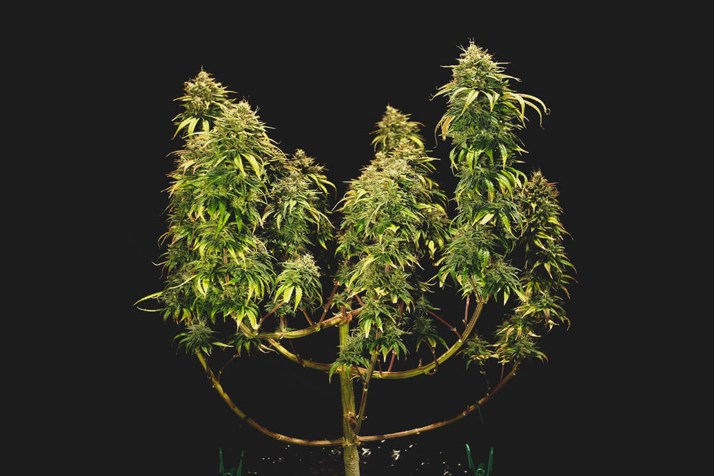 How To Combine LST HST For Bigger Yields RQS Blog