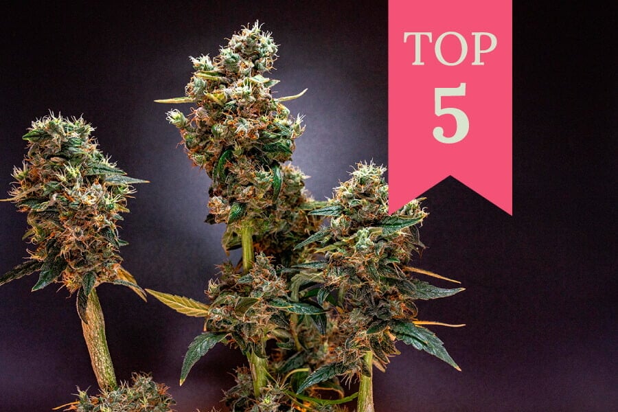 Top 5 Weed Strains for Rainy Days