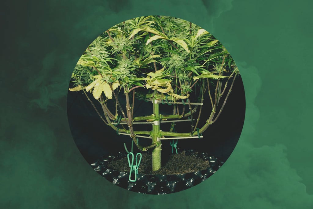 RQS Interviews — Magnetous, The Master Cannabis Trainer