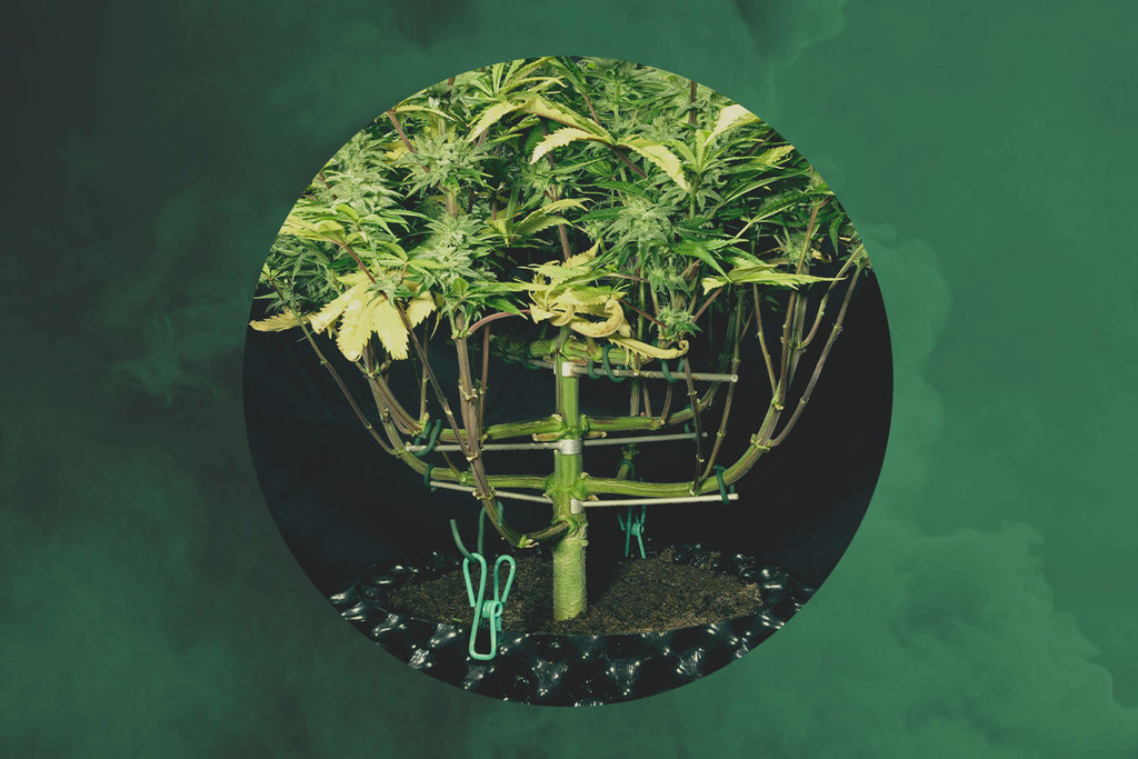 RQS Interviews — Magnetous, The Master Cannabis Trainer