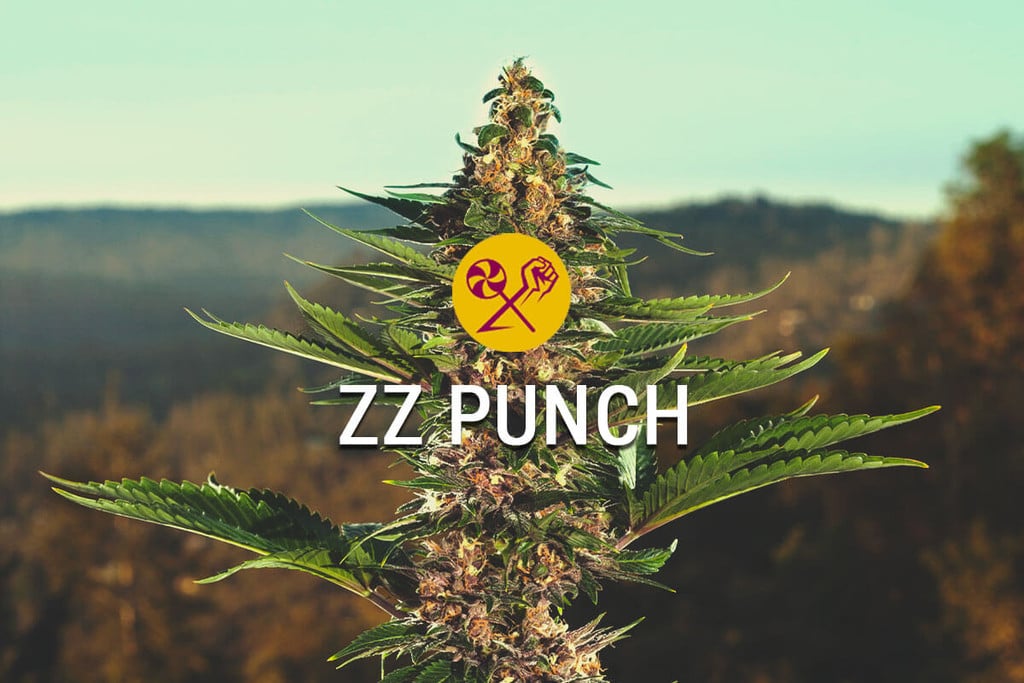 ZZ Punch By RQS x Zamnesia: A Match Made In Cannabis Heaven