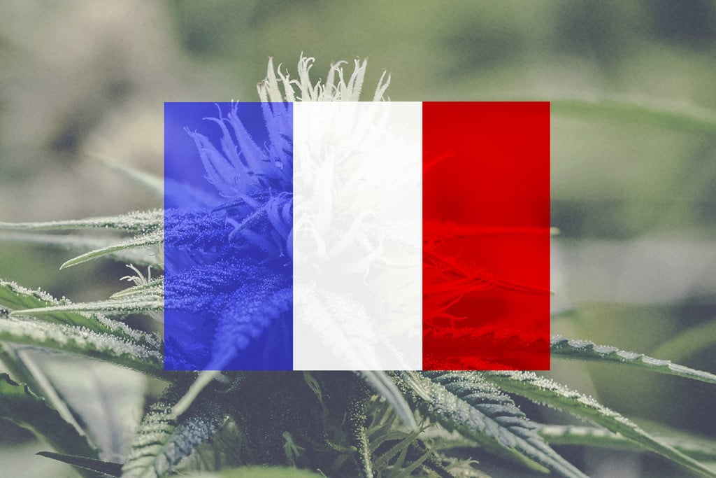 Growing Cannabis Outdoors In France: A Month-By-Month Guide