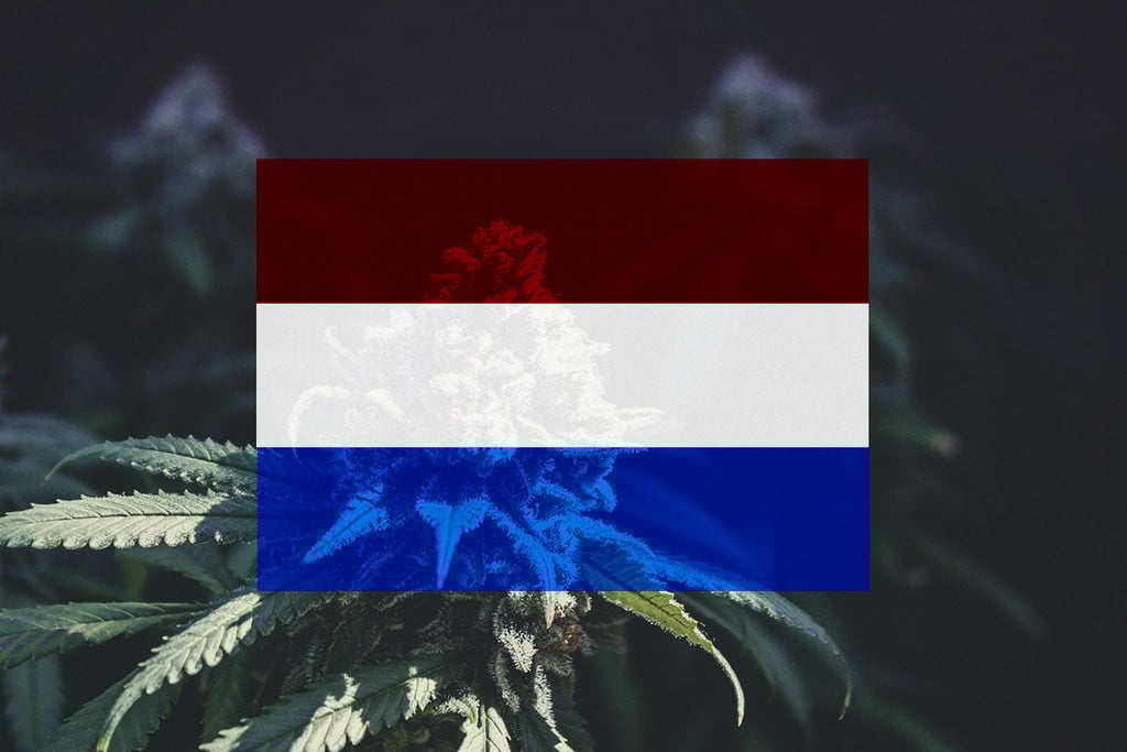Growing Cannabis Outdoors In The Netherlands: Month-By-Month Guide