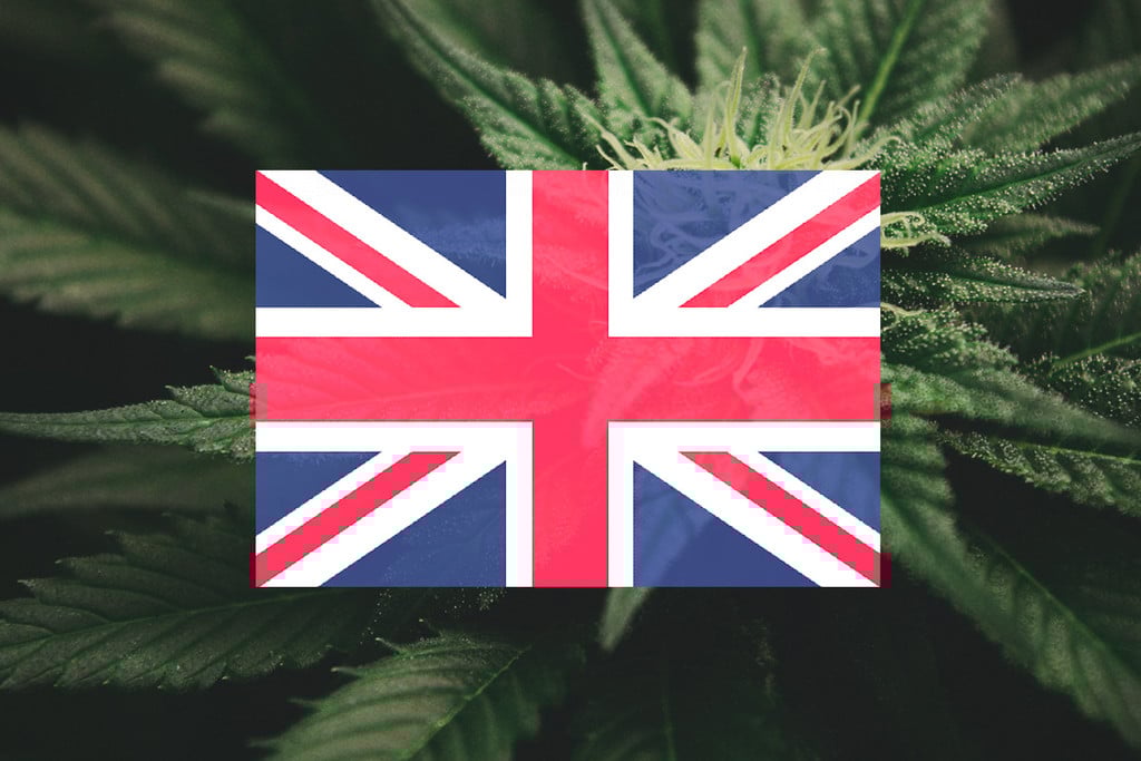 Growing Cannabis Outdoors In The UK: Month-By-Month Guide [2022]