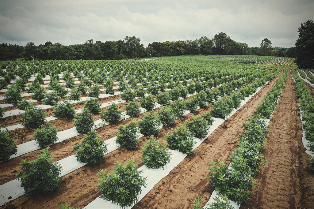 Can Cannabis Support Regenerative Agriculture?
