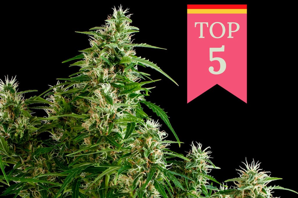 Top 5 Popular Weed Strains in Germany