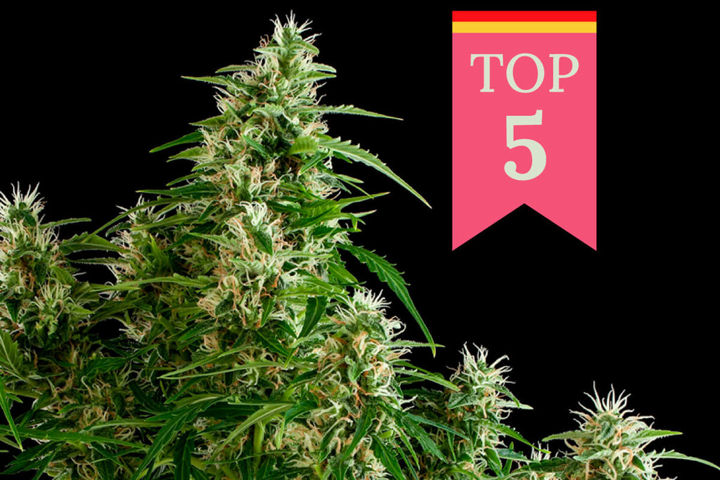 Top 5 Popular Cannabis Strains in Germany