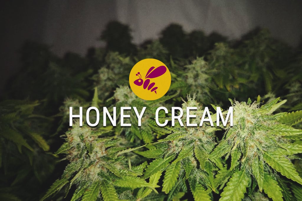 Honey Cream: Sweet Strain In Every Way