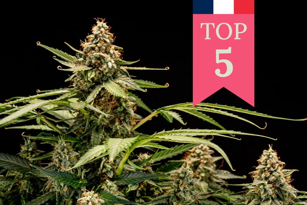 Top 5 Most Popular Strains In France