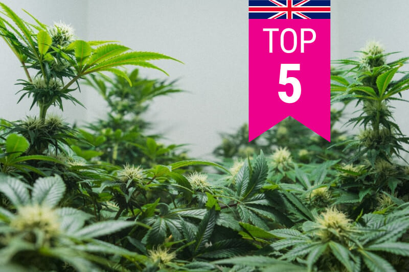 Top 5 Most Popular Strains In The UK