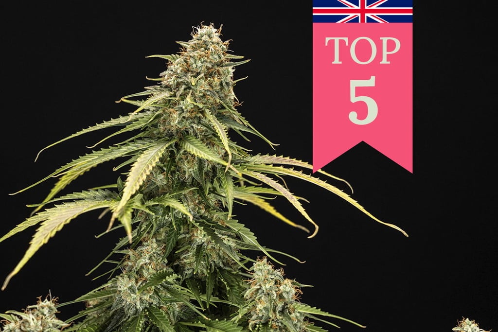 Top 5 Most Popular Weed Strains in the UK