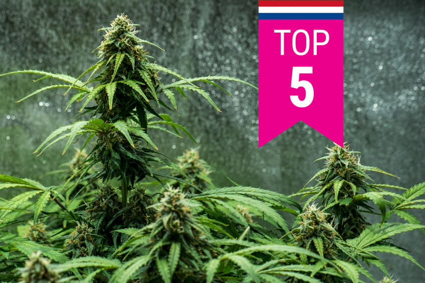 Top 5 Most Popular Cannabis Strains In The Netherlands